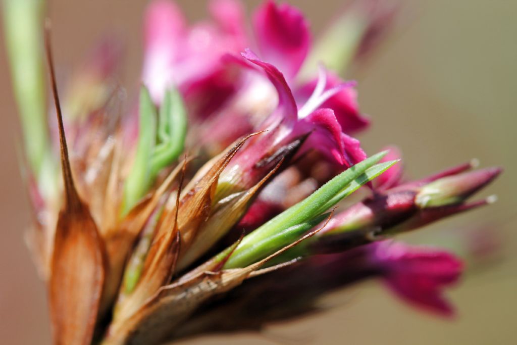 Dianthus carthusianorum